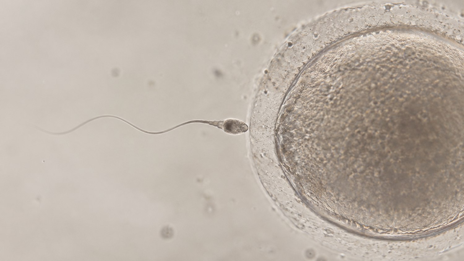 Umetnička ilustracija susreta spermatozoida i jajne ćelije, simbol nastanka života